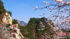 清明小长假北武当山花潮涌动 踏青客流迎高峰